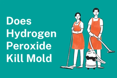 Does Hydrogen Peroxide Kill Mold? A Complete Guide to Safe Mold Removal