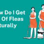 How Do I Get Rid of Fleas Naturally