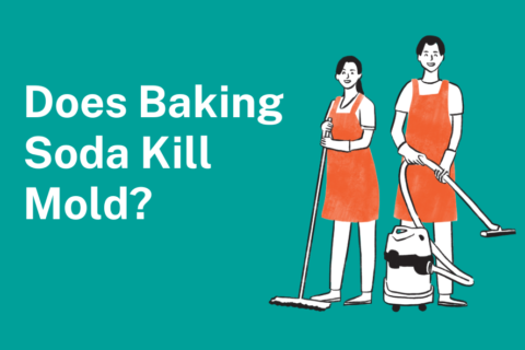 Does Baking Soda Kill Mold? A Complete Guide