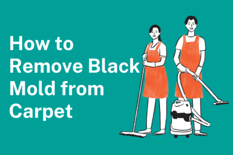 How to Remove Black Mold from Carpet​